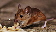 24 Hour & Emergency Exterminators in Wyndmoor, PA
